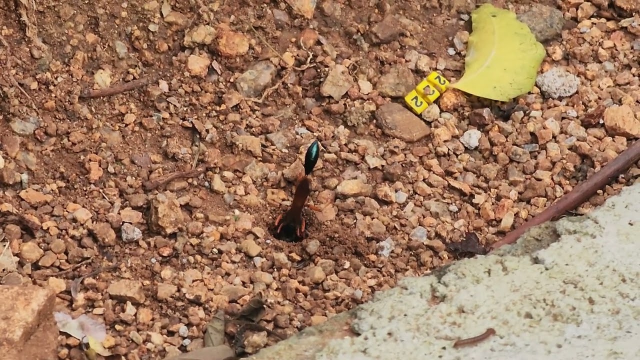 A Ground Dwelling Wasp Making a Nest.,Digging soil and bringing out soil particles,throwing around.