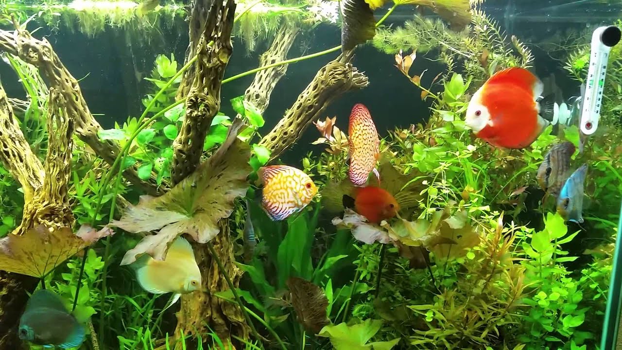 Discus tank planted added 2 pieces of Cholla wood YouTube