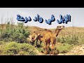الإبل في واد درعة ماشاء الله الإبل في واد درعة ماشاء الله