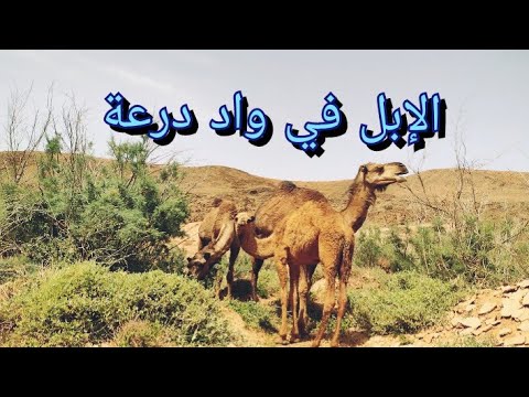 الإبل في واد درعة ماشاء الله