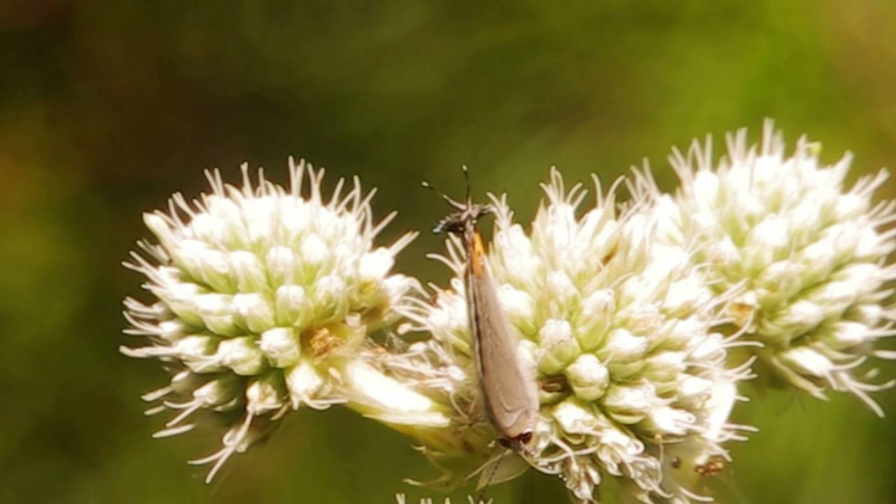 Gray Hairstreak tail / head mimicry