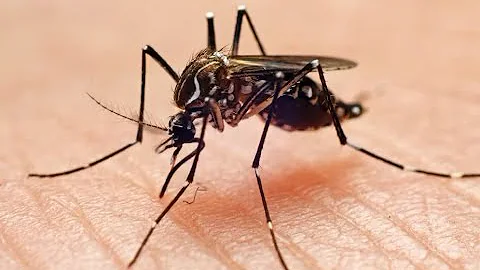 Ways to Protect Ourselves from Mosquito Bites | World Mosquito Day