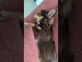 ソファーの隙間が大好きすぎるとこうなります🐾 #shorts #子犬 #チワワ #クーッとくぅちゃん #chihuahua