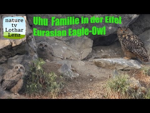 Uhu Familie in der Eifel. Eurasian Eagle-Owl family