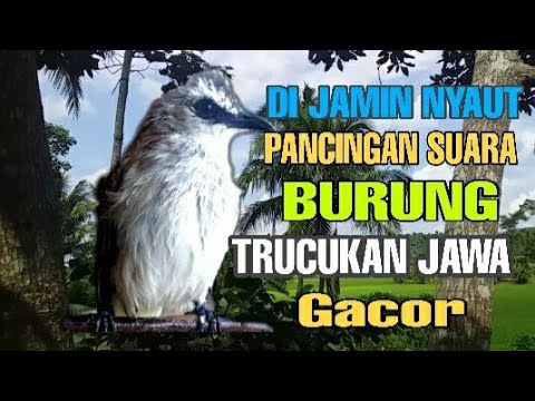 Nyanyian Suara Burung Trucukan (Jogjog) Gacor - Pancingan
