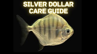 Silver Dollar Care Guide - Complete Guide to Care for and Breed Silver Dollar Fish
