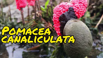 Golden Apple Snail(Scientific name: Pomacea canaliculata): The Ecological Killer You Don't Know