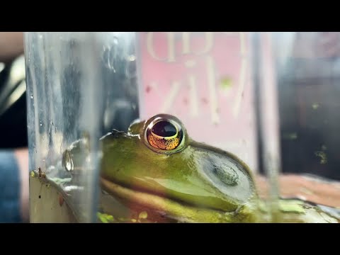 Caring for a Bullfrog Ep. 2 - Setting up the Bullfrog Aquarium