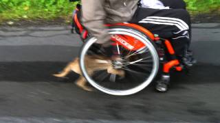 Der Rollstuhl-Dog