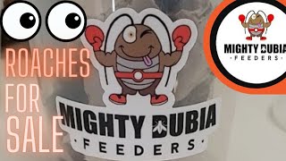How We Sort & Package Our Dubia Roaches For You! Plus A Look At Our Discoid Roach Colony! #roaches