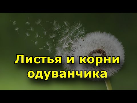 Листья и корни одуванчика для организма человека.