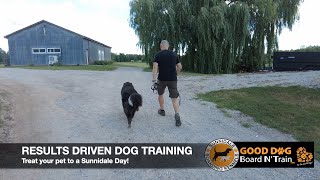 Stella 21 Day GOOD DOG Board N' Train Program At Sunnidale Boarding Kennels