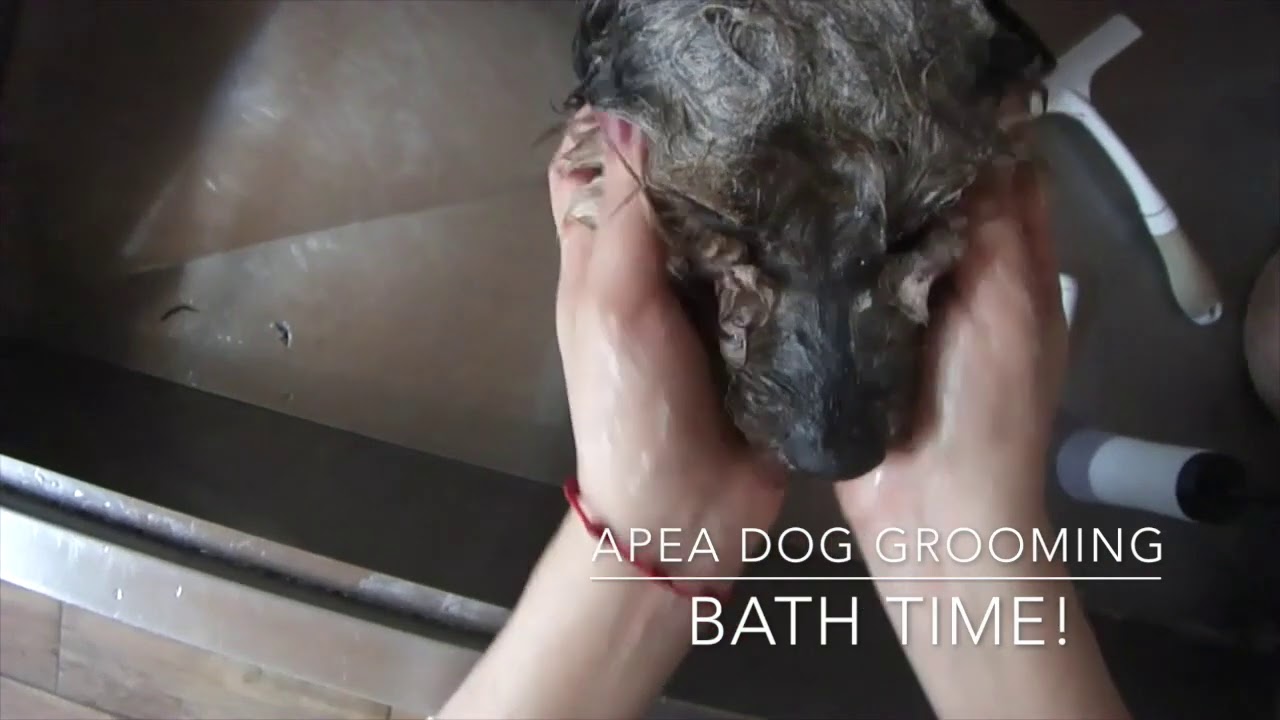 Grooming a Schnorkie, full groom