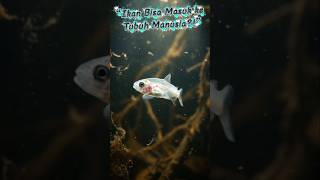 Benarkah Ikan Bisa Masuk ke Tubuh Manusia?