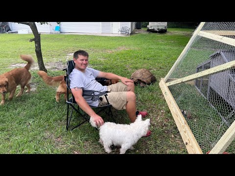 We Got Chickens!