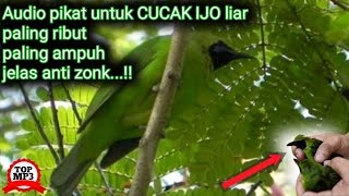 suara pikat CUCAK HIJAU cucak ijo paling ampuh dan jitu terbaru