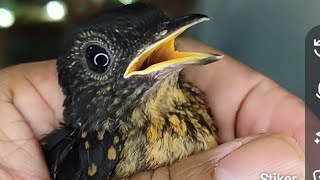 𝙎𝙋𝙀𝙎𝙄𝘼𝙇 𝙋𝙍𝙊𝙈𝙊 𝙍𝘼𝙈𝘼𝘿𝙃𝘼𝙉 𝙁𝙐𝙇𝙇 𝙎𝘼𝙏𝙐 𝘽𝙐𝙇𝘼𝙉 𝙆𝙃𝙐𝙎𝙐𝙎 𝙎𝙐𝘽𝙎𝘾𝙍𝙄𝘽𝙀𝙍