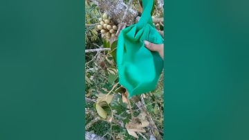 Mikat burung serindit malah poin korlap