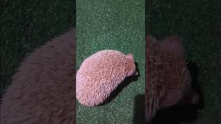 geol² 🦔🫢 #hedgehog #landakmini