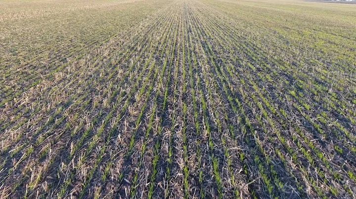 126 Soya into Winter Wheat