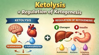 Ketolysis+ Regulation of ketogenesis | ketolysis #biochemistry #lipidmetabolism