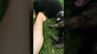 Lyras males 5 wks old Wolfgang haus German shepherd puppies www.wolfganghausgsd.com