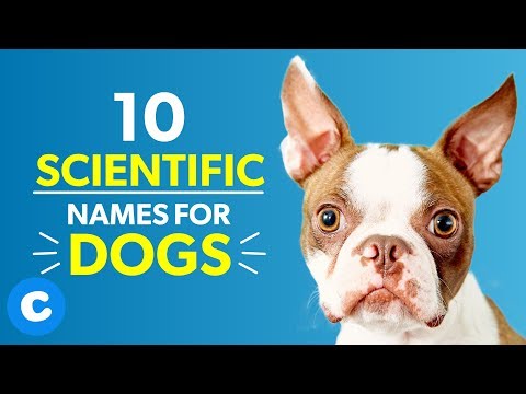 10-scientific-names-for-dogs-|-chewy