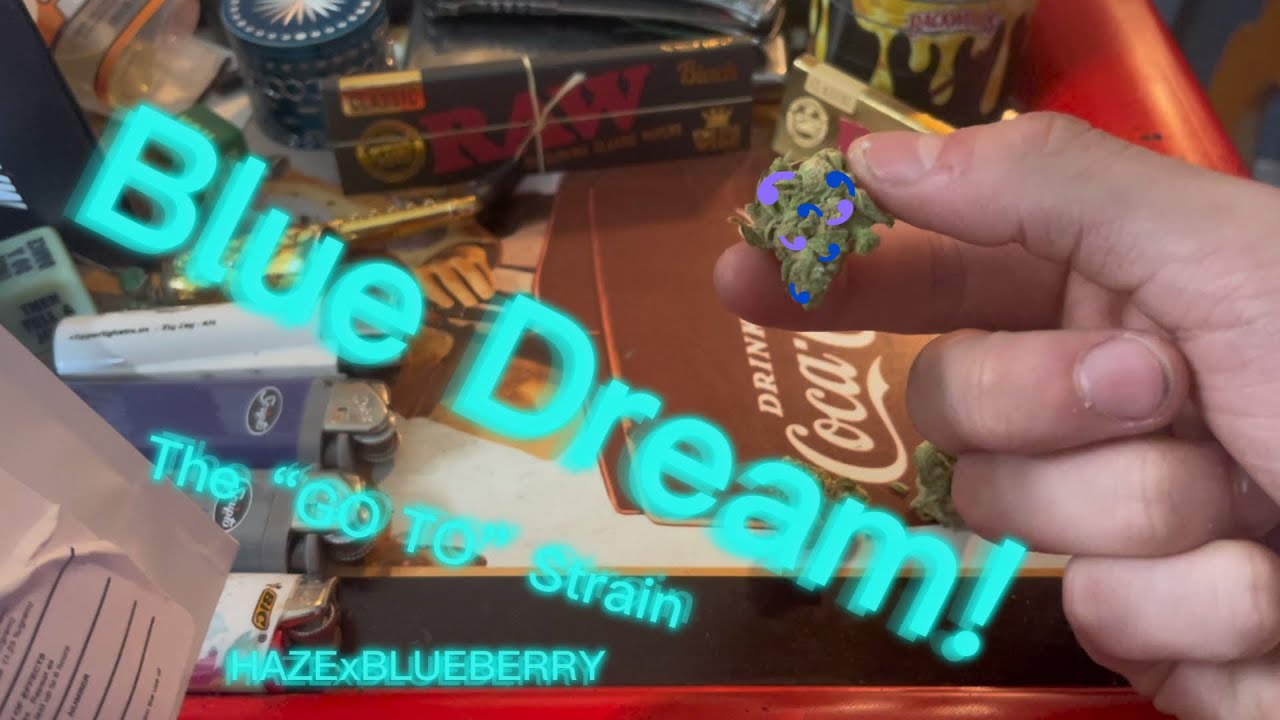 Blue Dream Review! (The GO-TO)