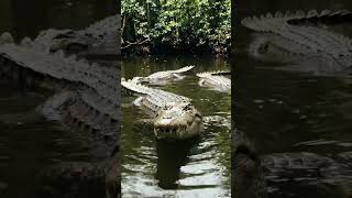 A água é um elemento fascinante da natureza. 15 #natureza #agua #mata #rio #natural #vida