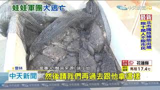 20201124中天新聞 青蛙大軍逃亡!7隻集體落跑 閃車過馬路