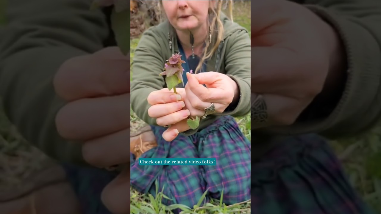 ✨Spring is here! Gather some Dead Nettle!🌿 