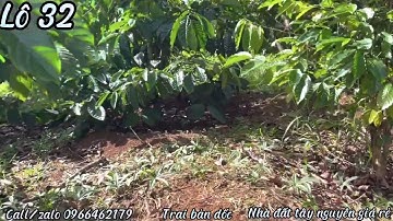 Đất rẫy cafe quảng Tân bằng đẹp khuất gió 1 héc trên bìa giá 850 triệu