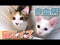 【子猫の健康診断】保護して1ヶ月後の子猫たちが血液検査をした結果