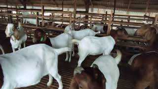 Kingmas Farm Boer And Domda Goat Farming