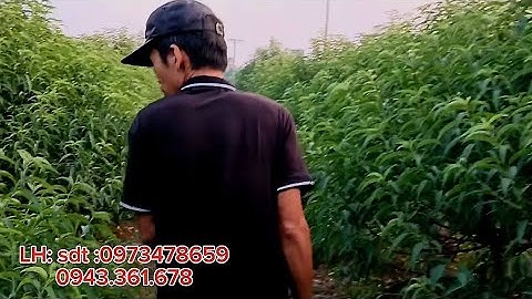 Nóng: khách đặt đào tết Bính Ngọ 2026 đến  kiểm tra cây, đặt luôn cả chậu .