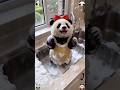 You are my cute little angel 🐼 #panda #trending #cute
