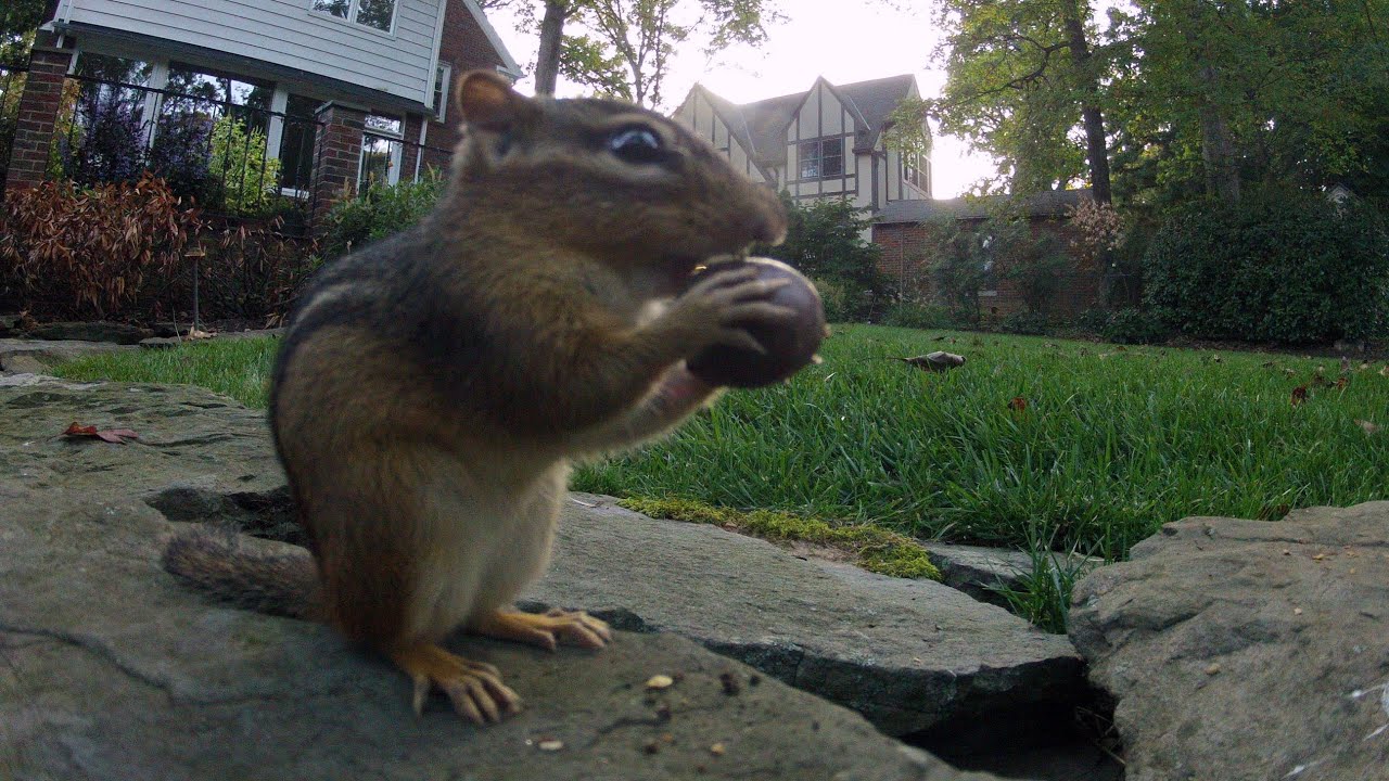 Chipmunks Are Going to Town on My Yard - YouTube