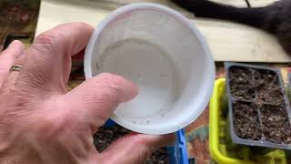 Up Cycle? Yes! Peat Pots? No!  Seed-Starting Tips