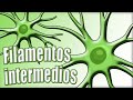 🔴 FILAMENTOS INTERMEDIOS: citoqueratinas, desmina, vimentina. Epidermólisis ampollosa.