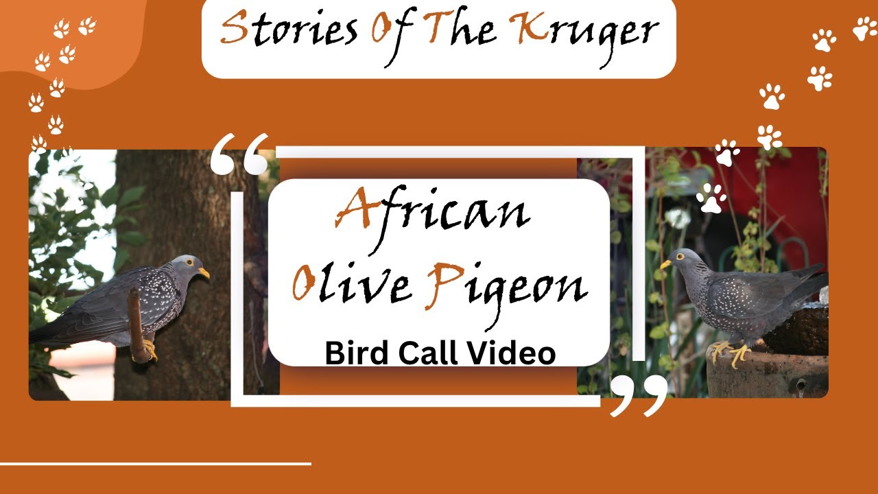 Rare African Olive Pigeon with Bird Call at Birdbath POV | Garden Birding Edenvale, Gauteng