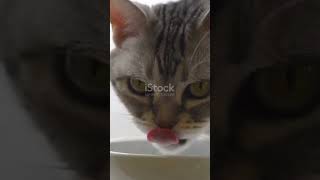 cat's coffee break #animals #catlover #cat