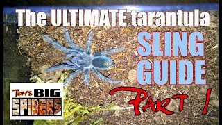 The Ultimate Tarantula Sling Guide - Part 1