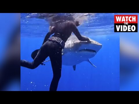 Woman PUSHES shark on the nose with bare hand, showing what to do when a predator approaches you