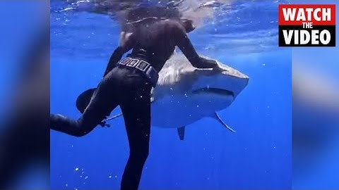 Woman PUSHES shark on the nose with bare hand, showing what to do when a predator approaches you