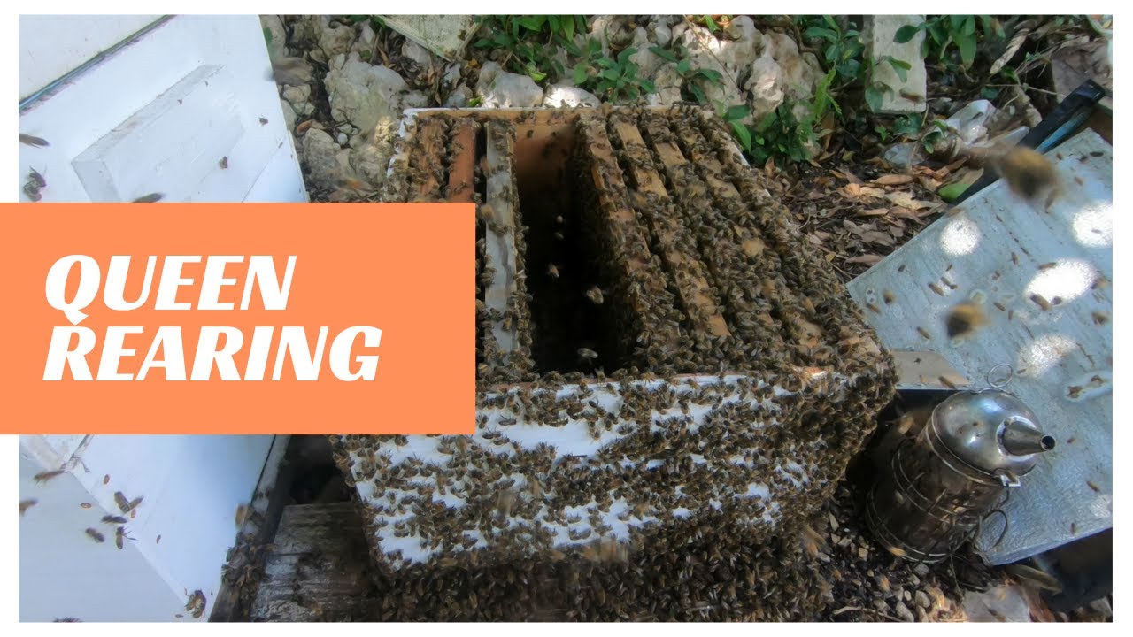 Beekeeping in Jamaica Queen Rearing Part 1 YouTube