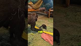 Baby Gorilla Falls Down Then Mom Does Something Adorable 