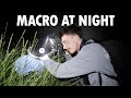 Macro Photography At Night