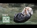 Will sea otters ever return to Oregon?