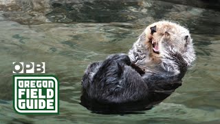 Will sea otters ever return to Oregon? | Oregon Field Guide