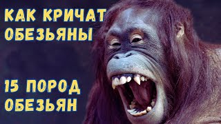 КАК КРИЧАТ ОБЕЗЬЯНЫ \\ КРИКИ РАЗНЫХ ПОРОД ОБЕЗЬЯН \\ РАЗВИВАЮЩЕЕ ВИДЕО \\ ПОРОДЫ И НАЗВАНИЯ ОБЕЗЬЯН